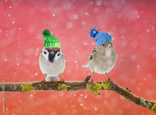 a fun bright card with two cute birds in the knit hats in the snow on a Sunny winter day