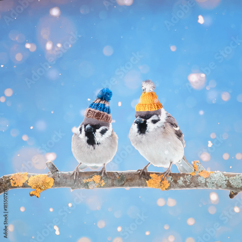 Canvas Print a fun bright card with a pair of cute birds sparrows in color knit cap on a Sunn