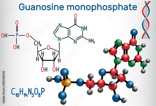 Guanosine monophosphate (GMP) molecule, it is an ester of phosphoric acid with the nucleoside guanosine, monomer in RNA . Structural chemical formula and molecule model.
