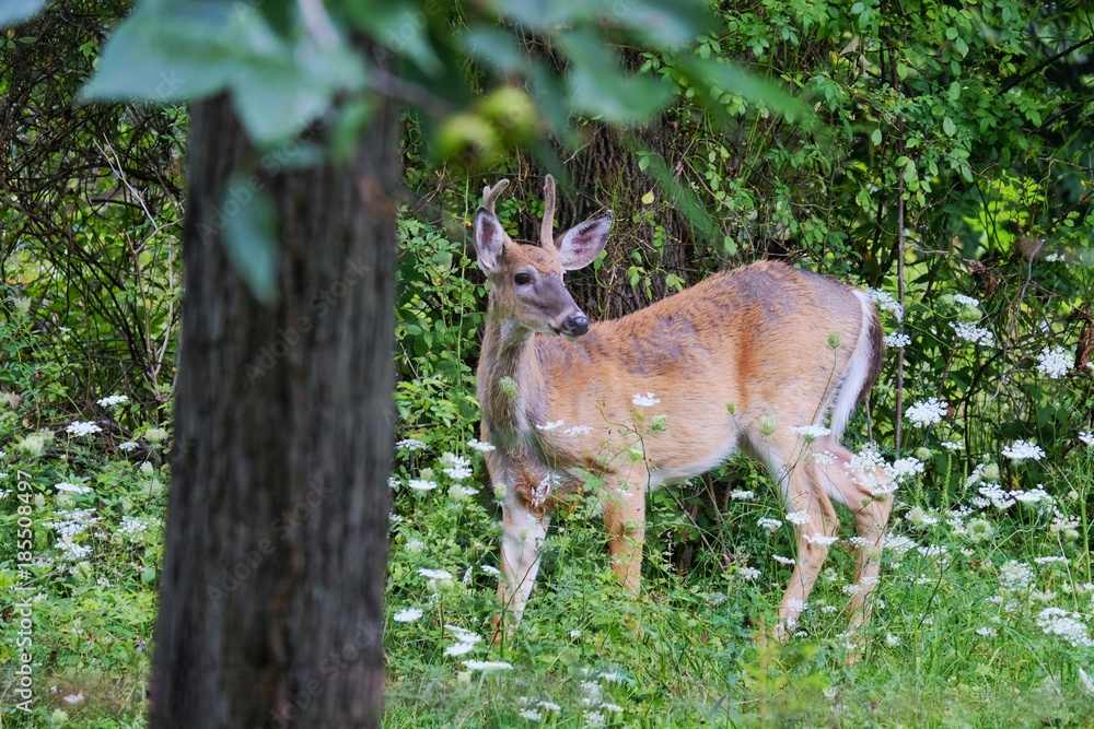 Deer in Woods Deer in Woods