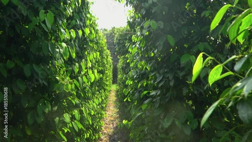 Unripe drupes of Black Pepper Piper nigrum  photo