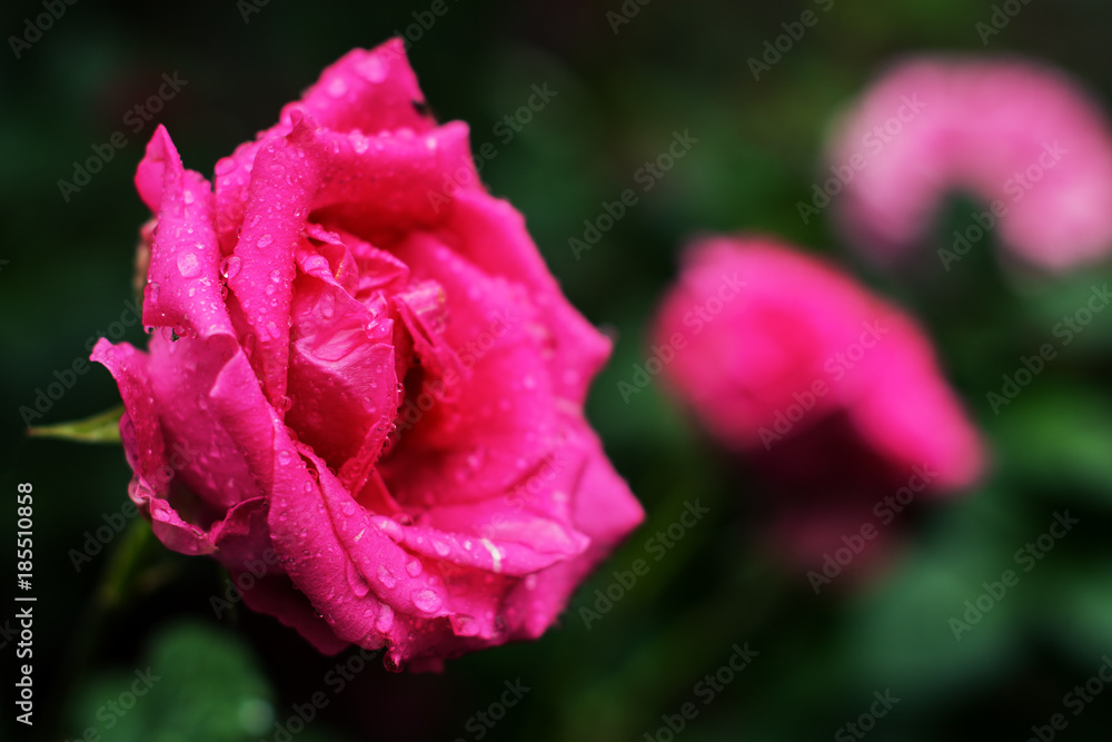 beautiful pink rose with drops of dew after rain against the background of a green garden beautiful pink rose with drops of dew after rain against the background of a green garden