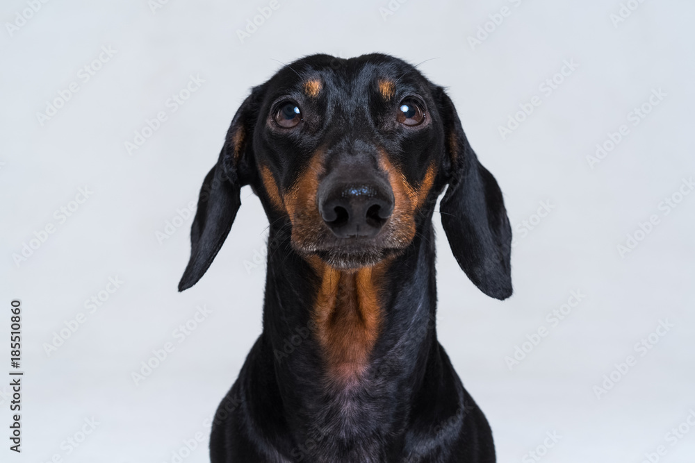 Portrait of an adorable short haired Dachshund, black and tan, studio shot, isolated on gray. Portrait of an adorable short haired Dachshund, black and tan, studio shot, isolated on gray.