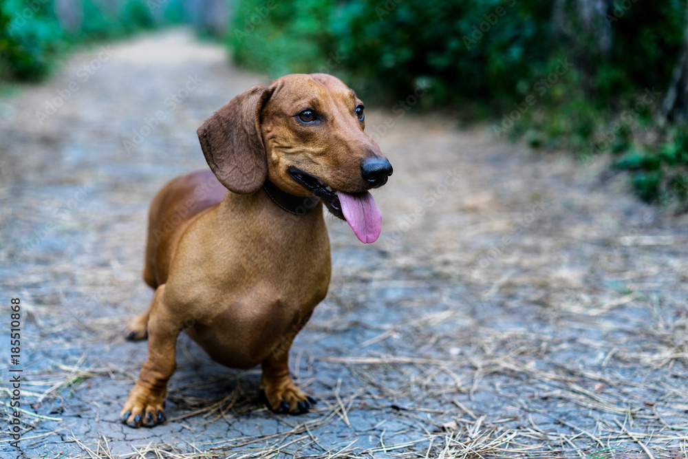 A beautiful red dachshund sticking out his tongue walks in the park amidst green trees in the open air.