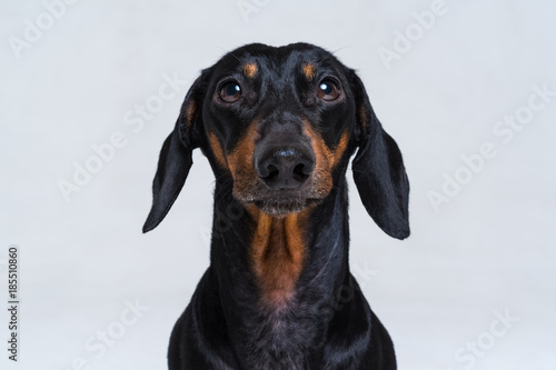 Portrait of an adorable short haired Dachshund, black and tan, studio shot, isolated on gray.