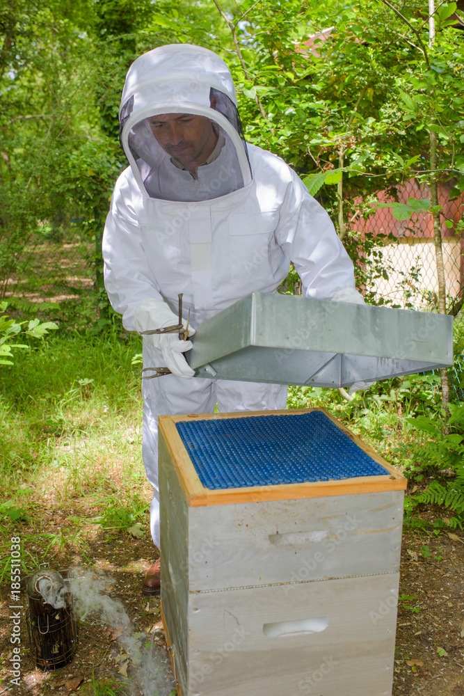 Beekeeper opening hive Beekeeper opening hive
