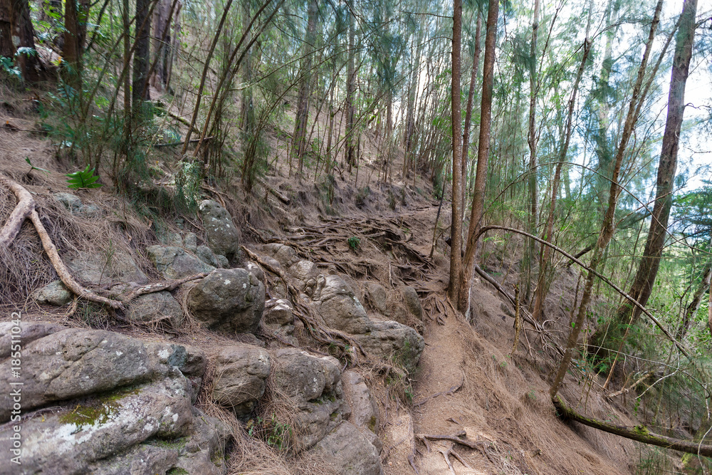 Exposed gnarled roots on Kuliouou Trail, Hawaii Exposed gnarled roots on Kuliouou Trail, Hawaii
