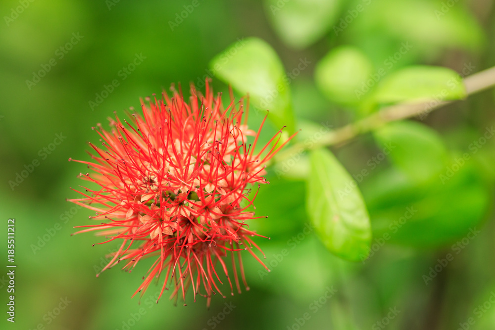 Red wild orchid blooming in a tropical rainforest Red wild orchid blooming in a tropical rainforest