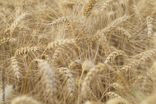 Wheat field background