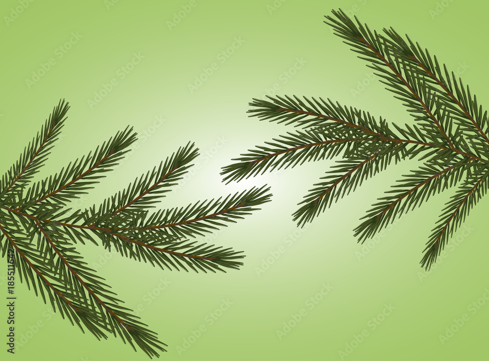 vector realistic spruce branches on a light green background vector realistic spruce branches on a light green background