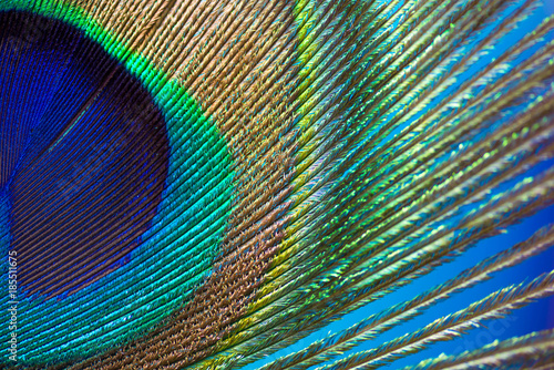 Peacock color feather © Galina