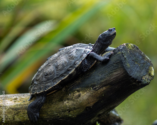 Wasserschildkröte auf einem Baumstamm