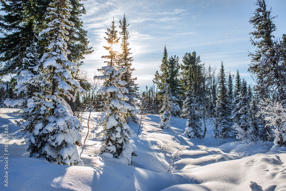 amazing landscape with frozen snow covered trees at sunrise
amazing landscape with frozen snow covered trees at sunrise
