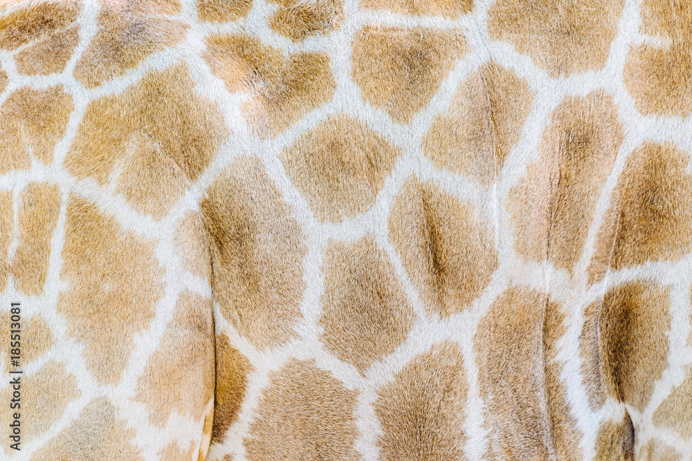 Giraffe Skin Background Texture Giraffe Skin Background Texture