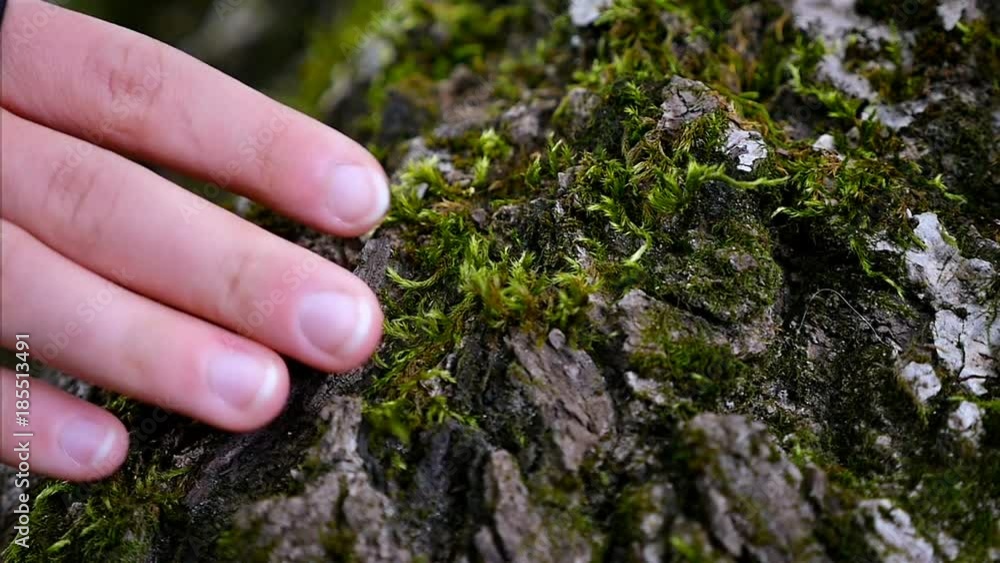Close Up Of Woman's Hand, As She Feels The Bark Of A Tree, Slow Motion Close Up Of Woman's Hand, As She Feels The Bark Of A Tree, Slow Motion