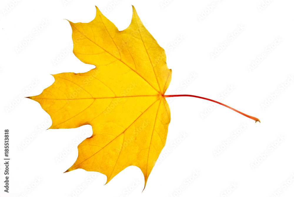 Fototapeta premium Close up of a maple leaf isolated on white background
