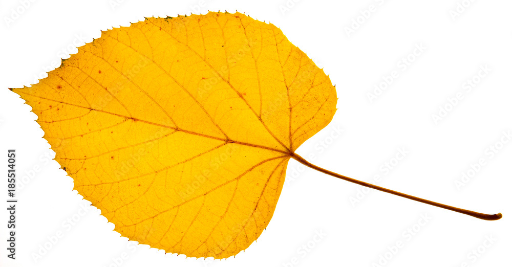 Close up of a maple leaf isolated on white background Close up of a maple leaf isolated on white background