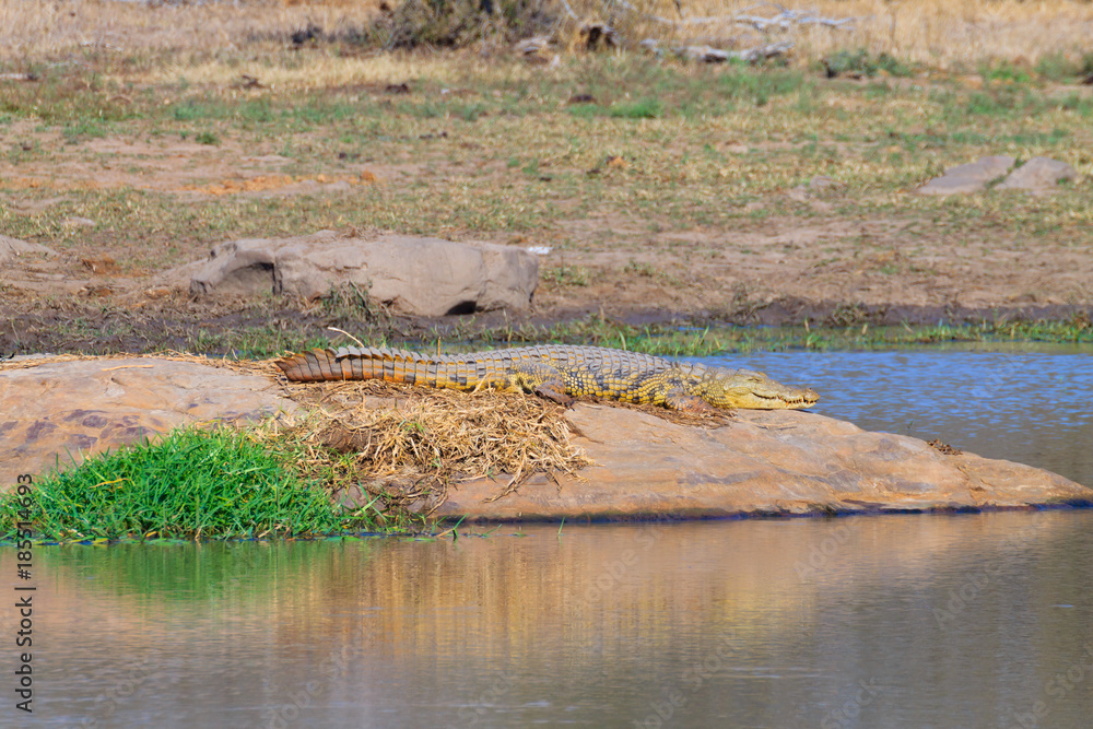 Crocodile from South Africa, Kruger National Park. Africa