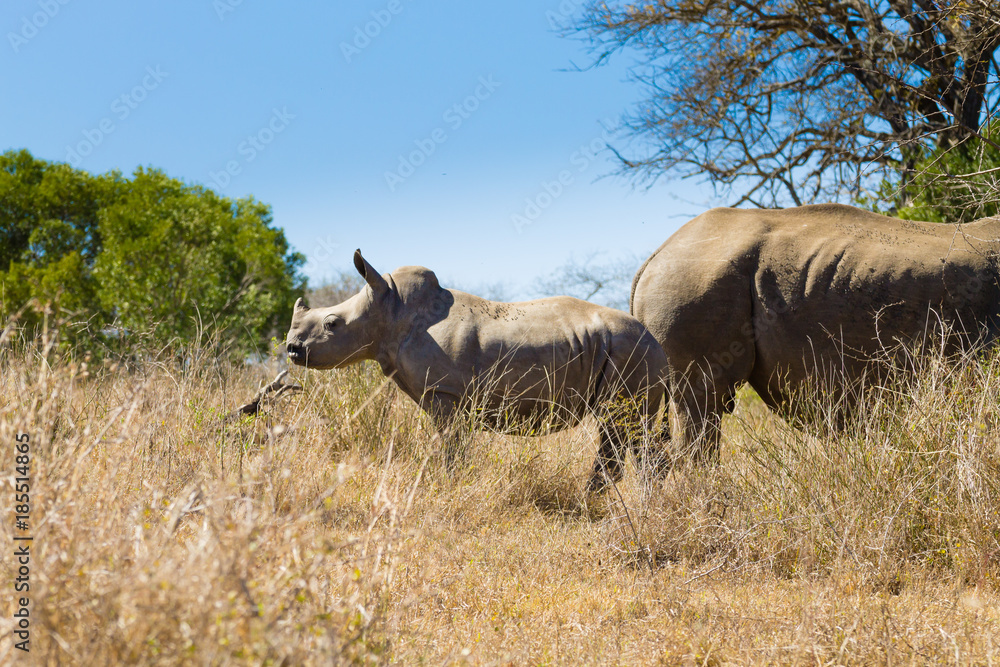 White rhinoceros with puppy, South Africa White rhinoceros with puppy, South Africa