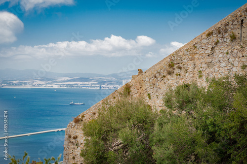 Obraz na płótnie United Kingdom Gibraltar Barbary macaque monkey with panorama view in background w salonie