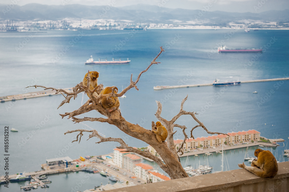 United Kingdom Gibraltar Barbary macaque monkey with panorama view in background