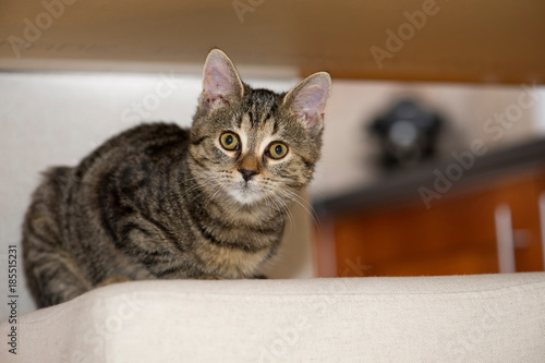 Tabby cat lying on bed