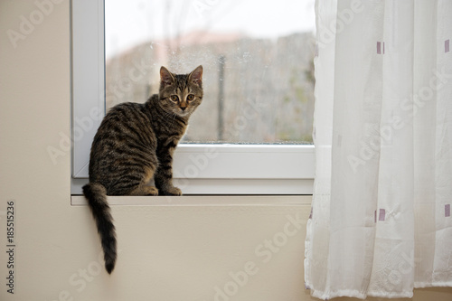 Tabby cat in the window