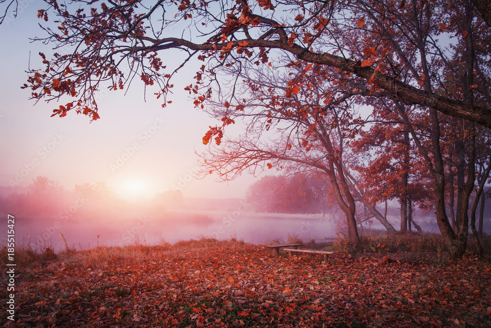 Landscape of sunrise over river in autumn foggy morning. Red foliage falls to ground. Calm Autumn Nature.