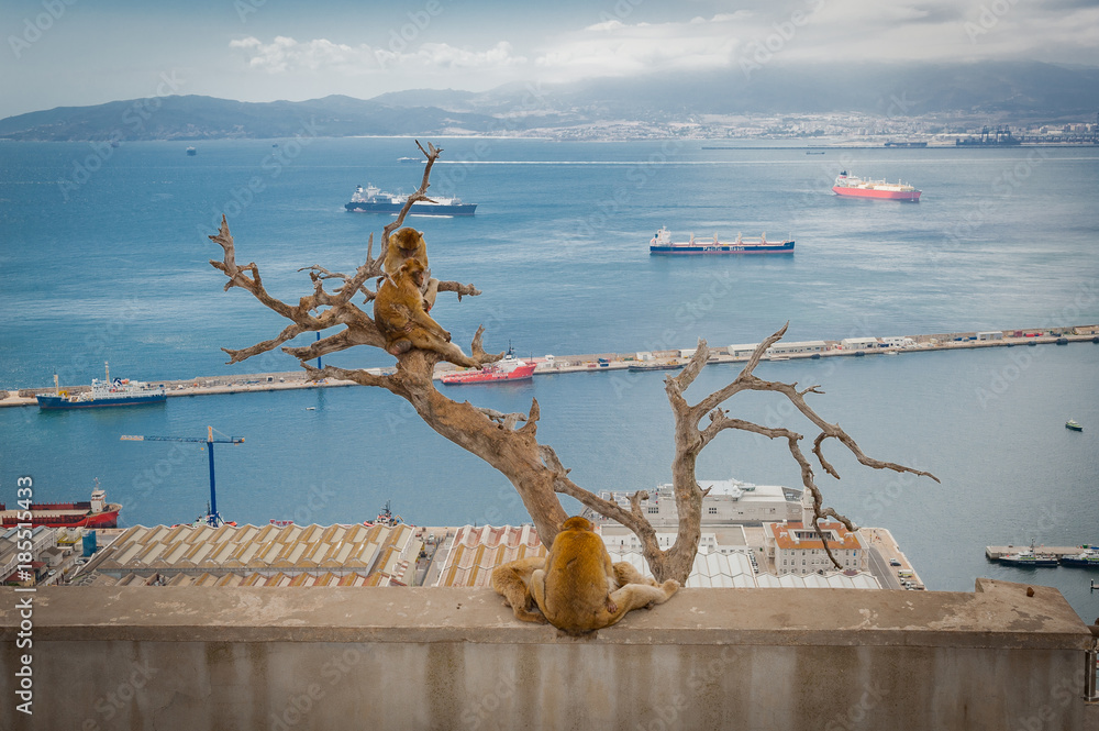 United Kingdom Gibraltar Barbary macaque monkey with panorama view in background