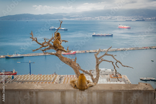 Obraz na płótnie United Kingdom Gibraltar Barbary macaque monkey with panorama view in background w salonie