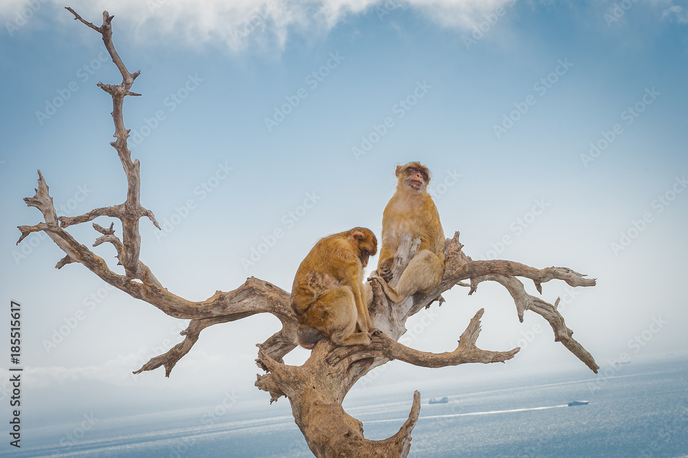 United Kingdom Gibraltar Barbary macaque monkey with panorama view in background
