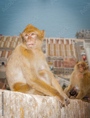 Obraz na płótnie United Kingdom Gibraltar Barbary macaque monkey portrait with panorama view in background w salonie