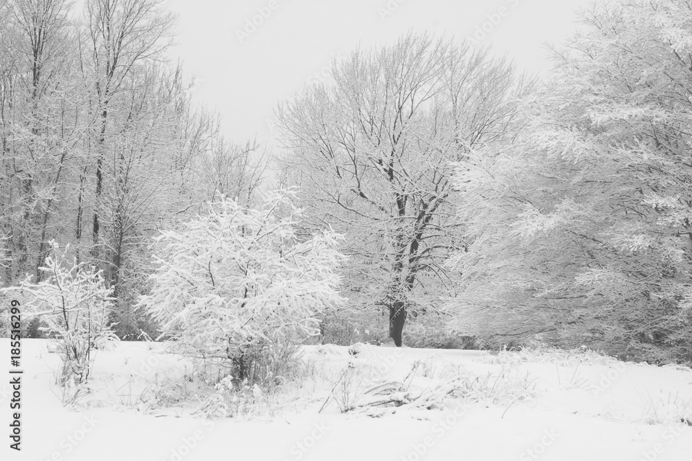 winter winter