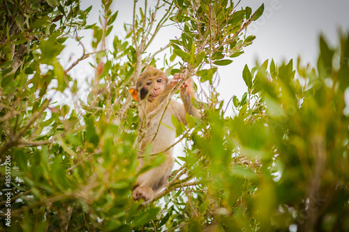 Obraz na płótnie United Kingdom Gibraltar Barbary macaque baby monkey caught between the trees w salonie