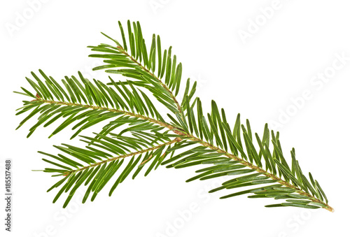 Spruce twig on white background
