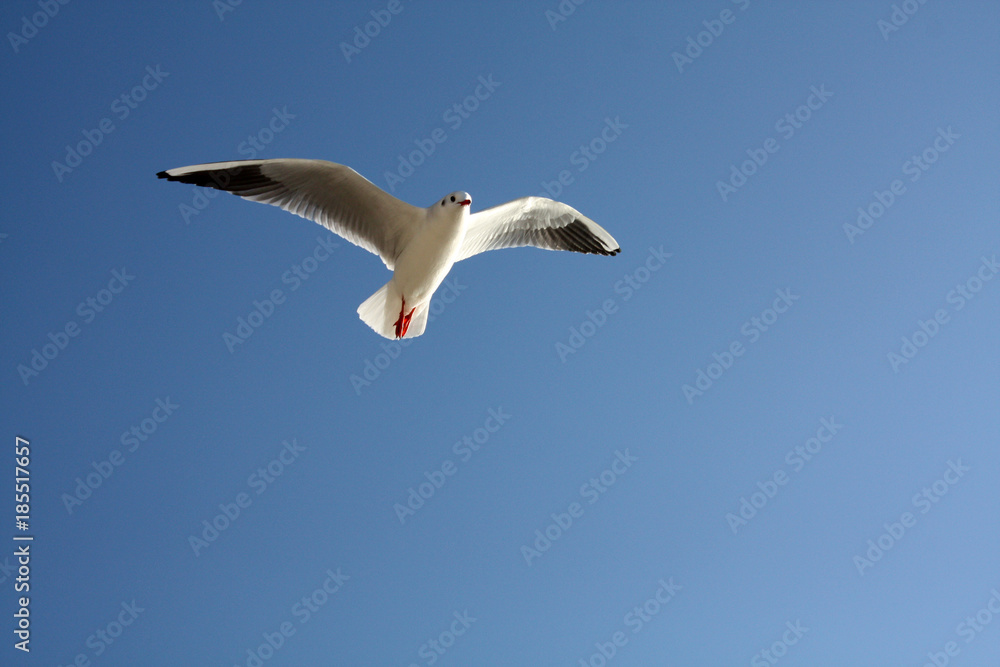 seagull