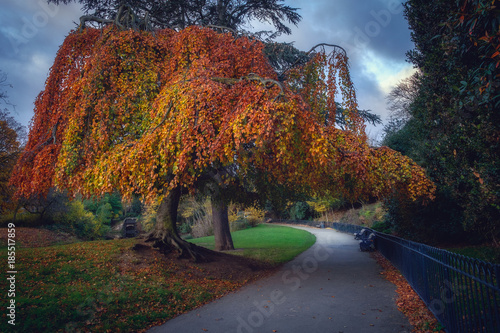 In the city park/In the city park a large beautiful tree and a path with benches, Victoria Park, Vicky Park, London photo