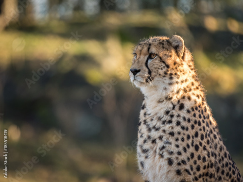 Cheetah, Acinonyx jubatus, looking to the left