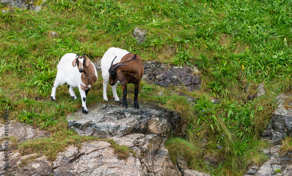 Pair of goats on rocky shore of Norwegian fjord Pair of goats on rocky shore of Norwegian fjord