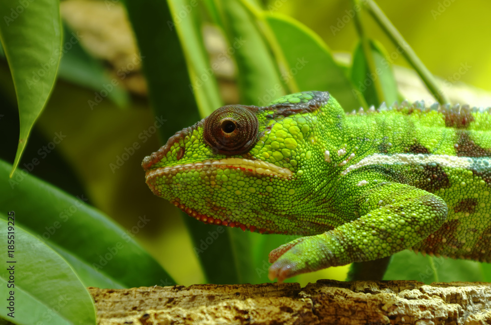 Fototapeta premium Green chameleon