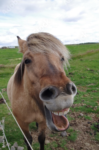 Cheval qui rit / hilare