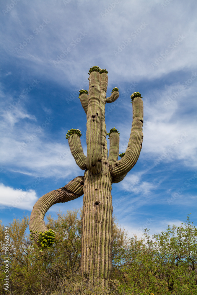 Saguaro Cactus Blooming in the Arizona Desert