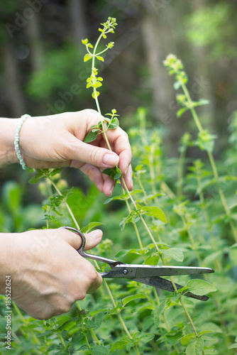 woman collects herbs, collect oregano using scissors, organic herbal garden 