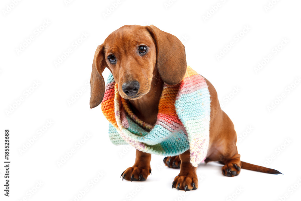 Puppy breed smooth-haired dachshund on white background. Red-haired dog.