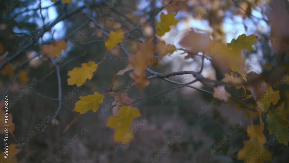 Fall Leaves_002 Fall Leaves_002