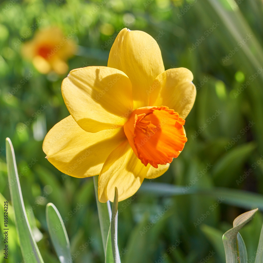 Obraz premium One yellow narcissus