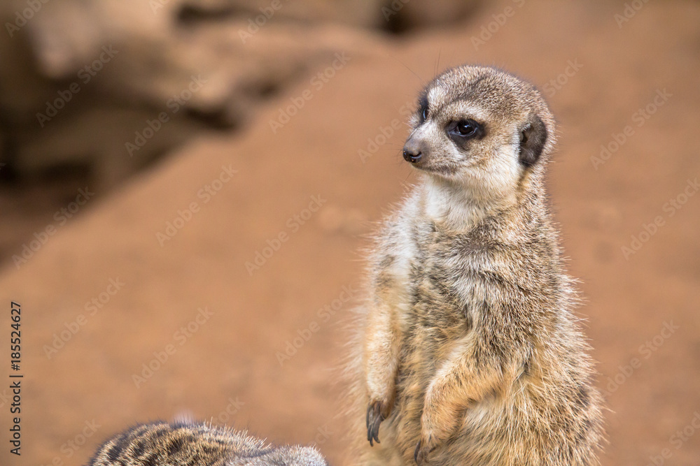 Fototapeta premium Meerkat in the desert