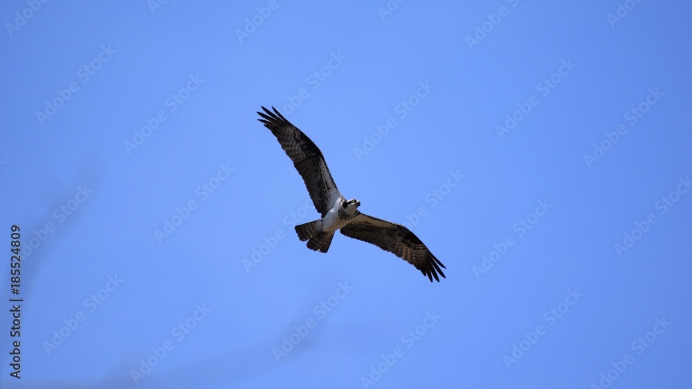 Obraz premium Osprey