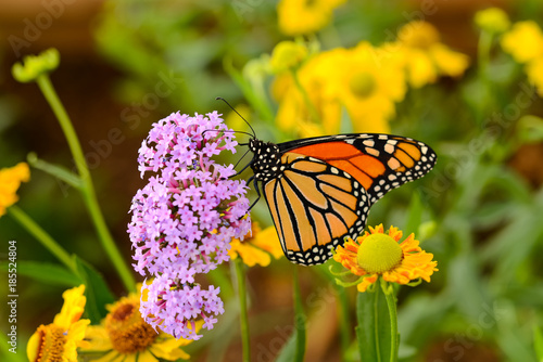 Monarch Butterfly - A monarch butterfly feeding on pink flowers in a summer garden. © Sean Xu