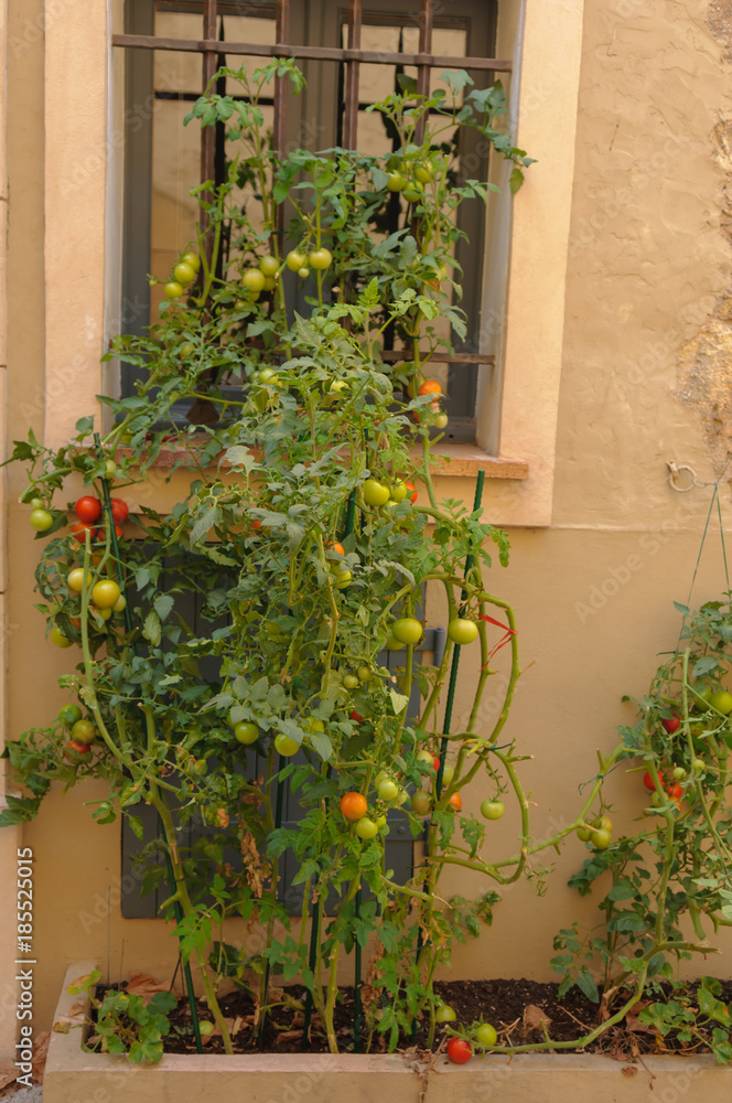 Fototapeta premium Tomato plant growing outdoors in Valbonne, France